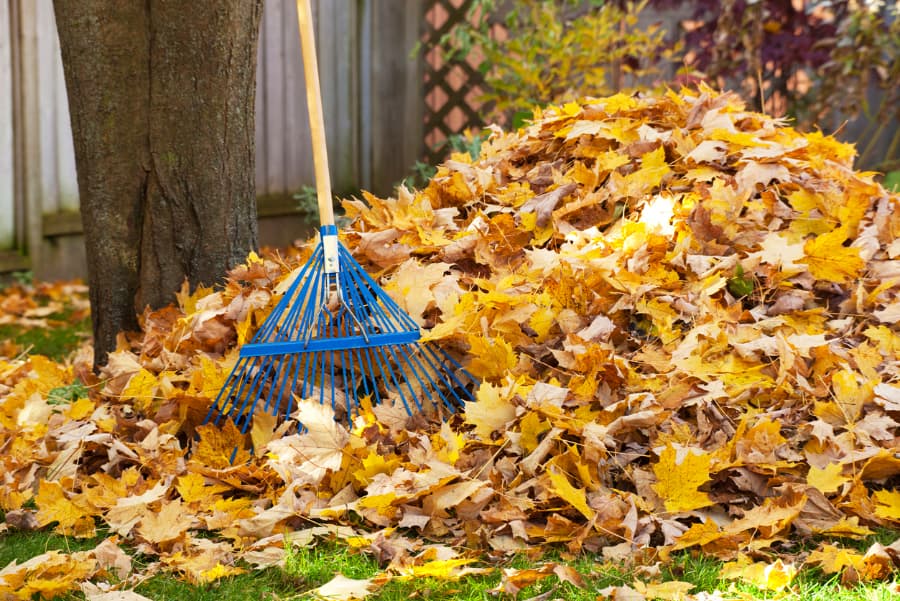 Fallen leaves raked into pile under tree during fall season