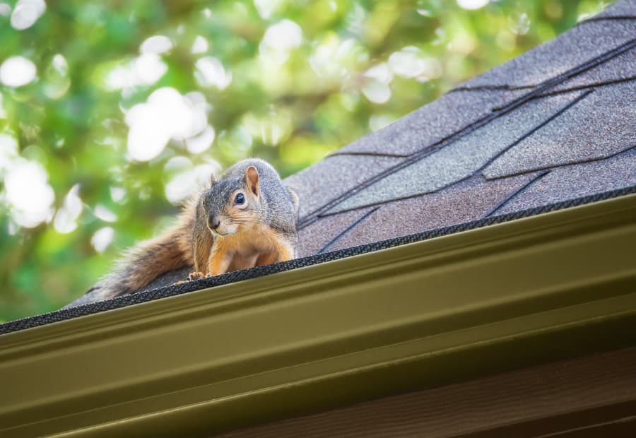 Squirrel on the edge of a roof